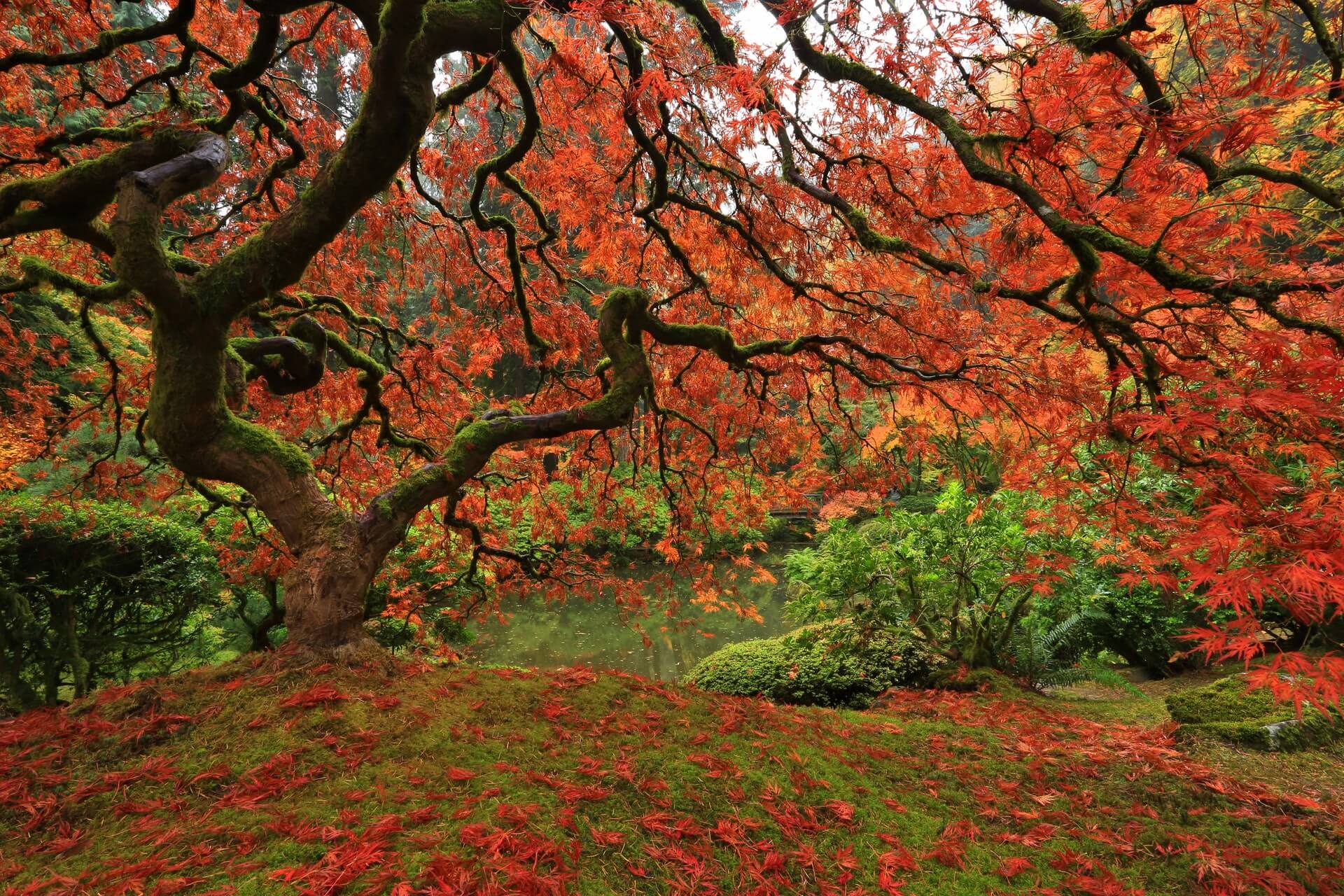 tree in the japanese garden in portland with orange red leaves during a fall trip