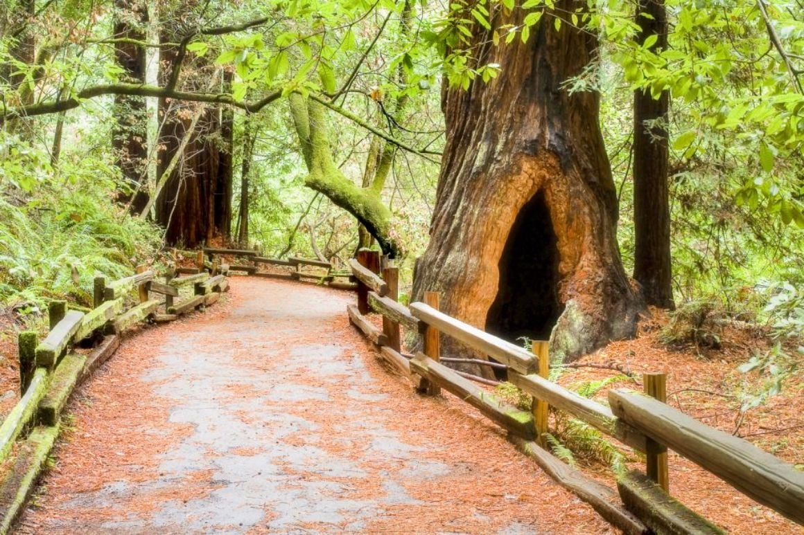 Day Trips to Muir Woods San Francisco