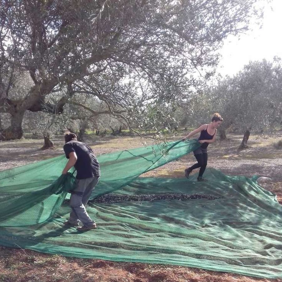 Harvest Olives in Crete, Greece