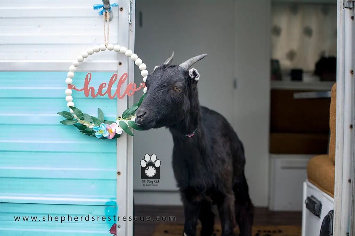Glamping with the Goats, Nebraska