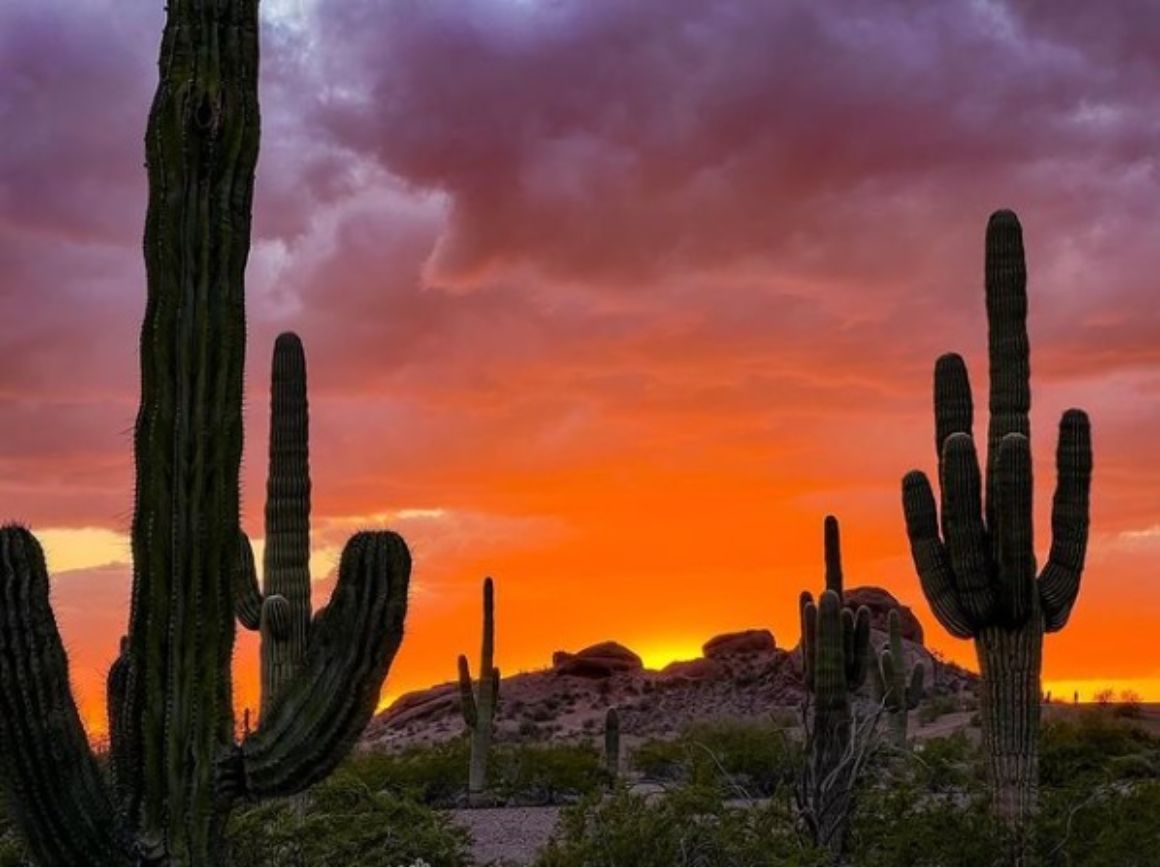 Desert Botanical Garden, Phoenix 