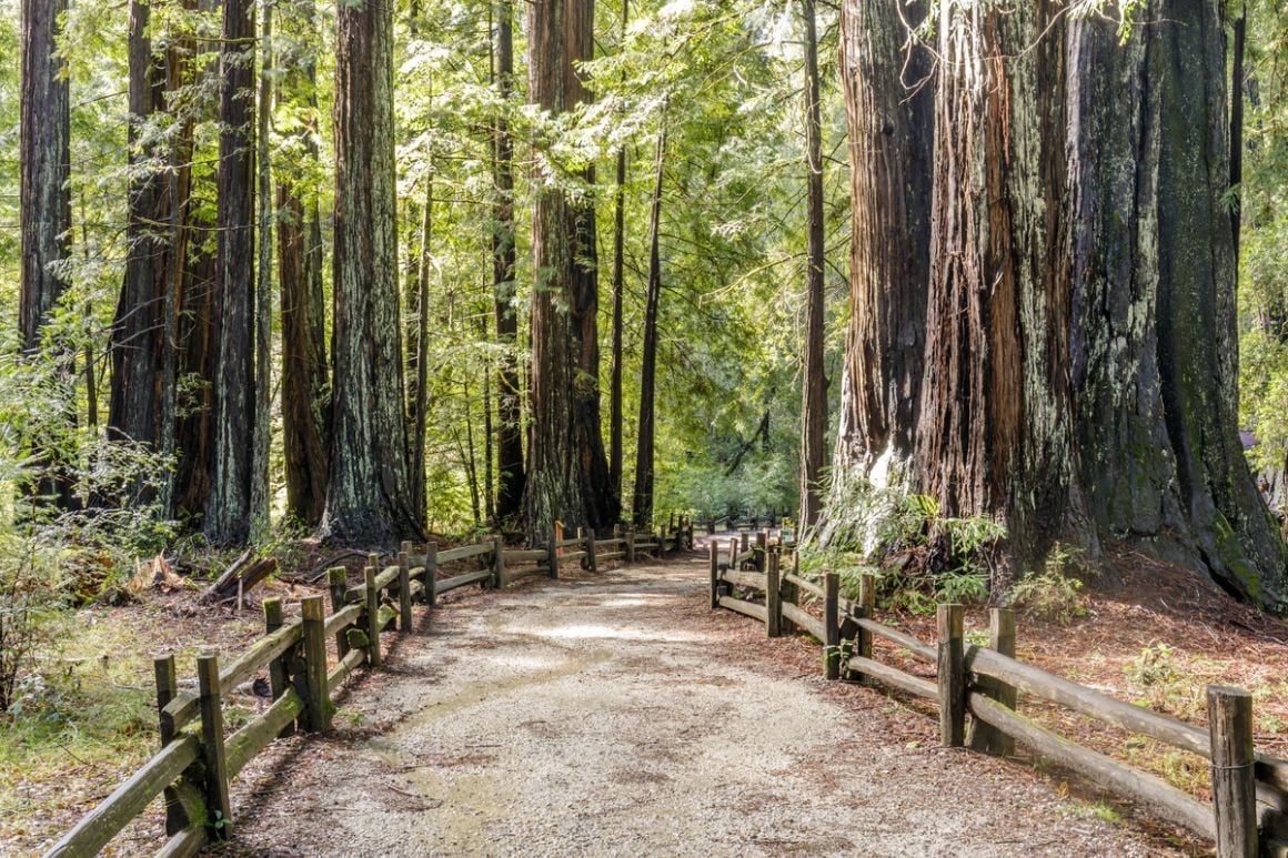 Redwoods Santa Cruz San Francisco