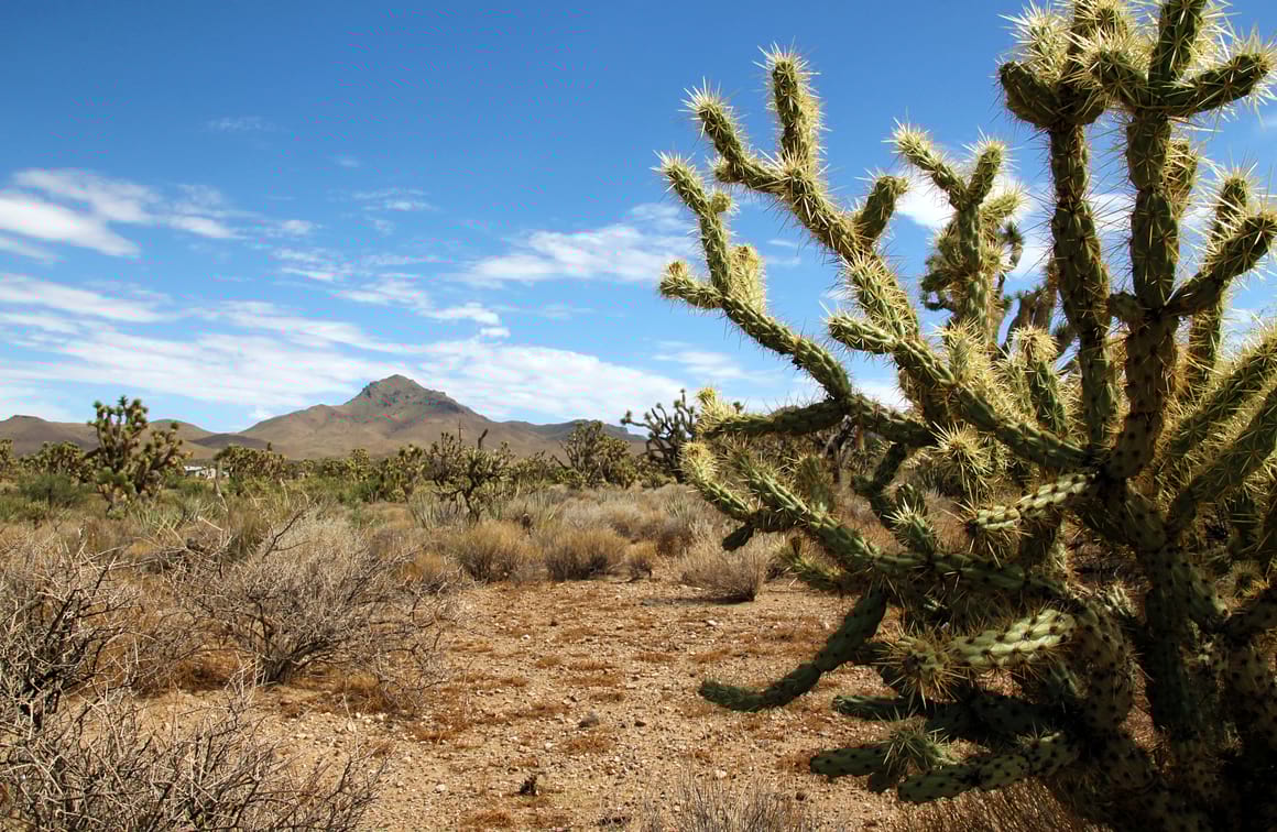 Day Trip to Mount Tipton Wilderness Area, Las Vegas