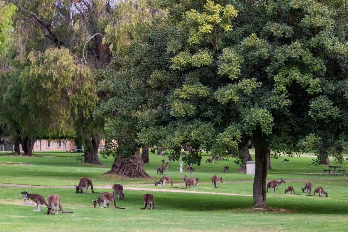 Yanchep National Park Perth