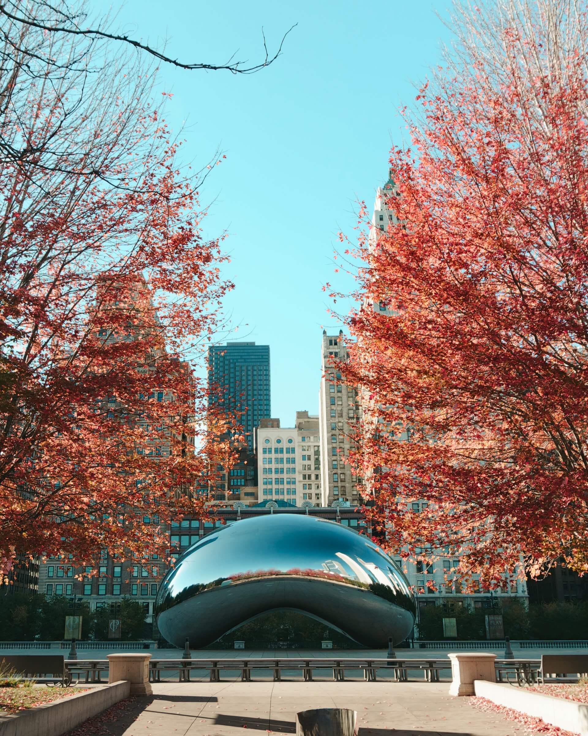 chicago bean with two trees with red leaves