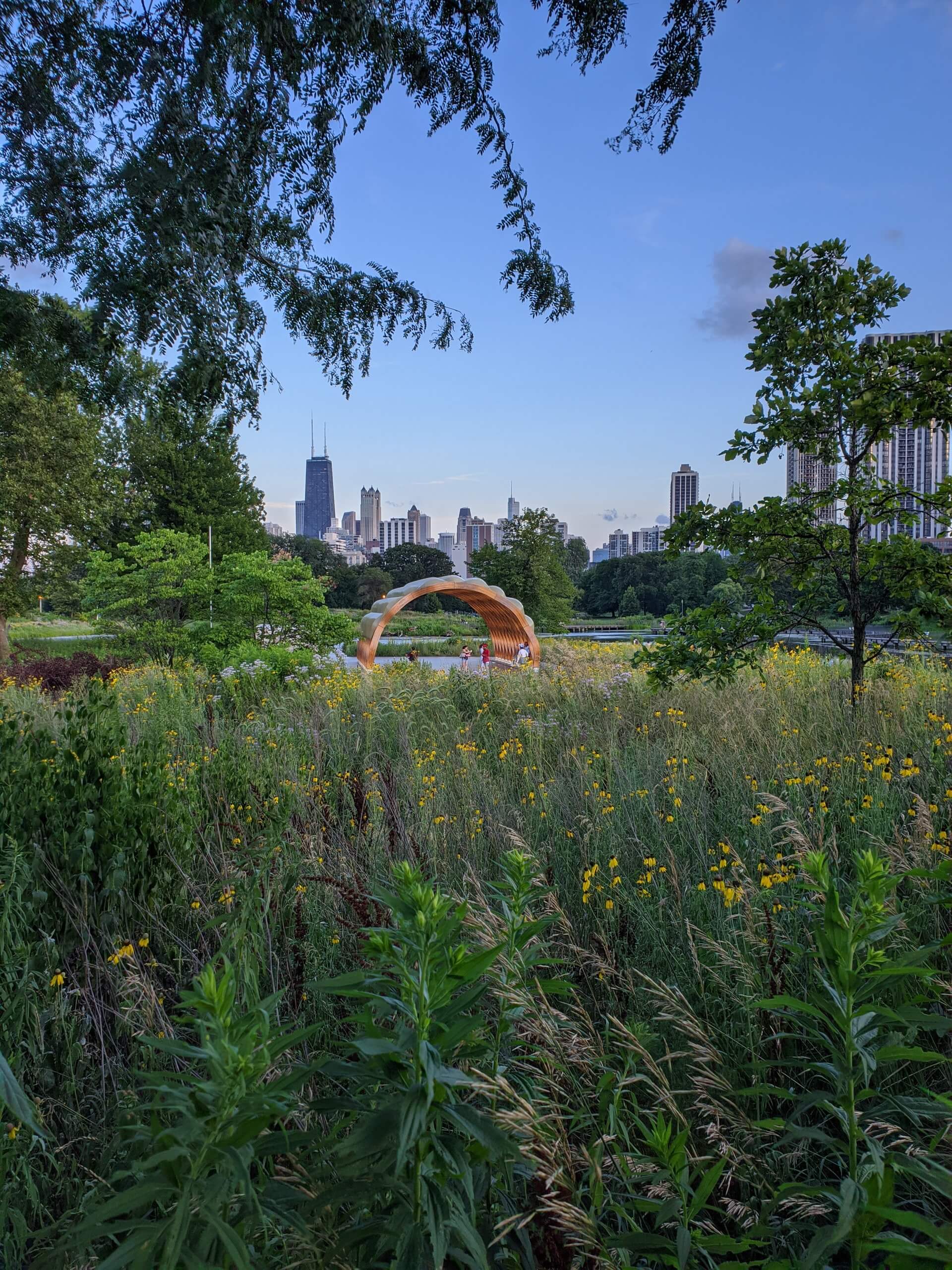 wildflowers amongst chicagos greenery in summer