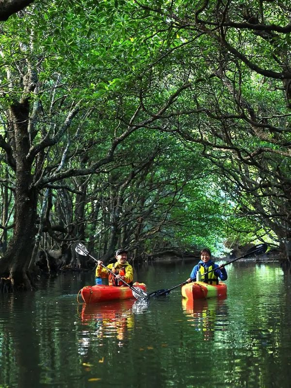 Mangrove Kayak and Waterfall Experience Japan