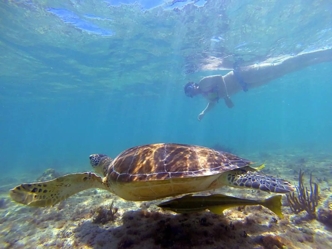 Snorkel with Turtles in Akumal Bay, Mexico