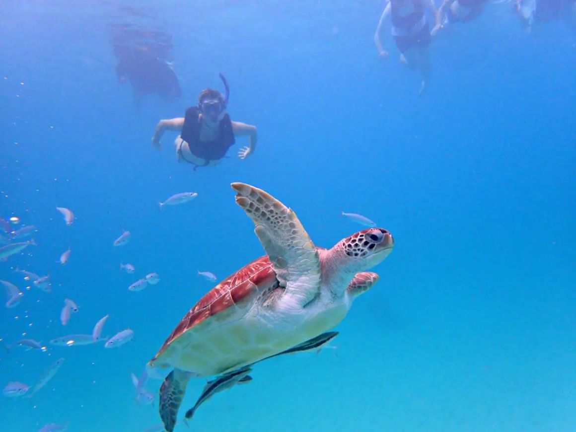 Snorkel with Sea Turtles in San Juan, Puerto Rico