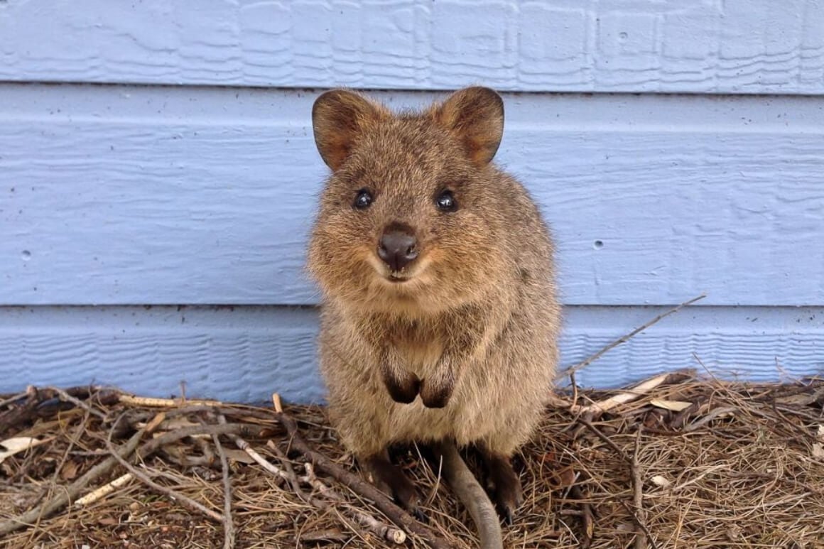 Visit quokkas on Rottnest Island