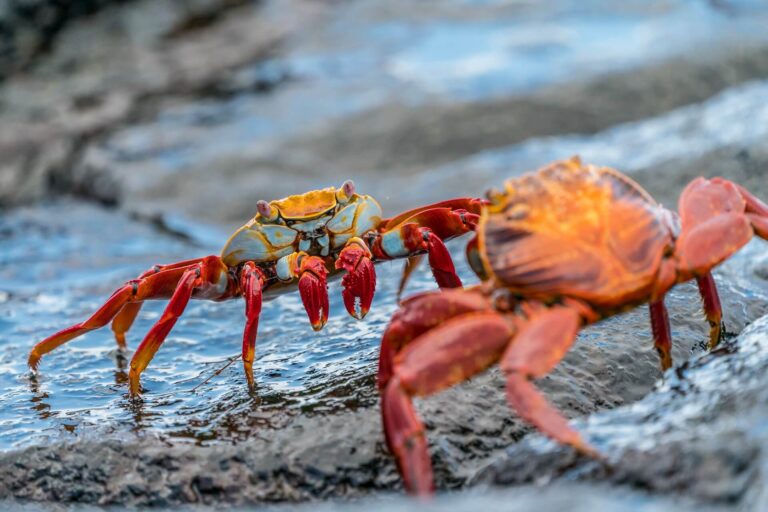 Where to Stay in Galapagos (COOLEST Areas!)