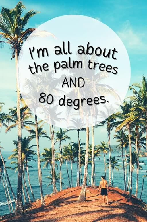 all about the palm trees