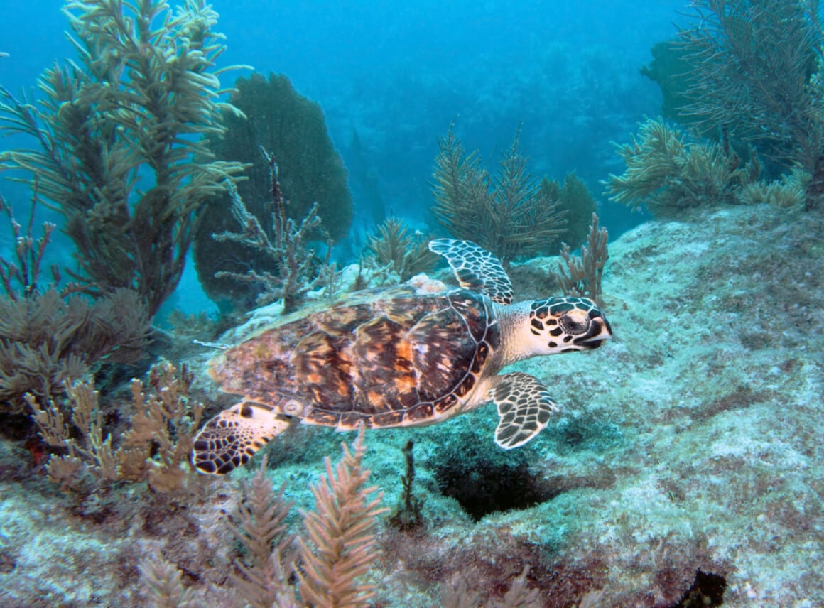 Key Largo Florida