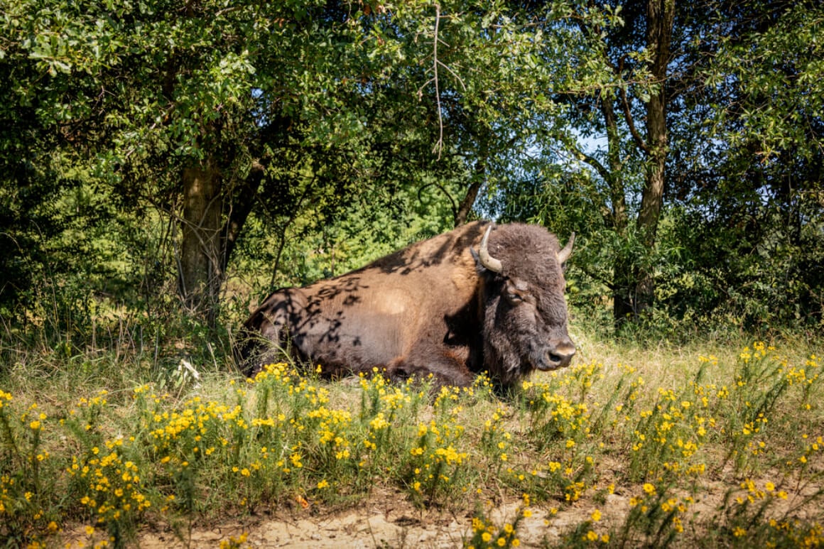 Shelby Park Farms Memphis Shutterstock