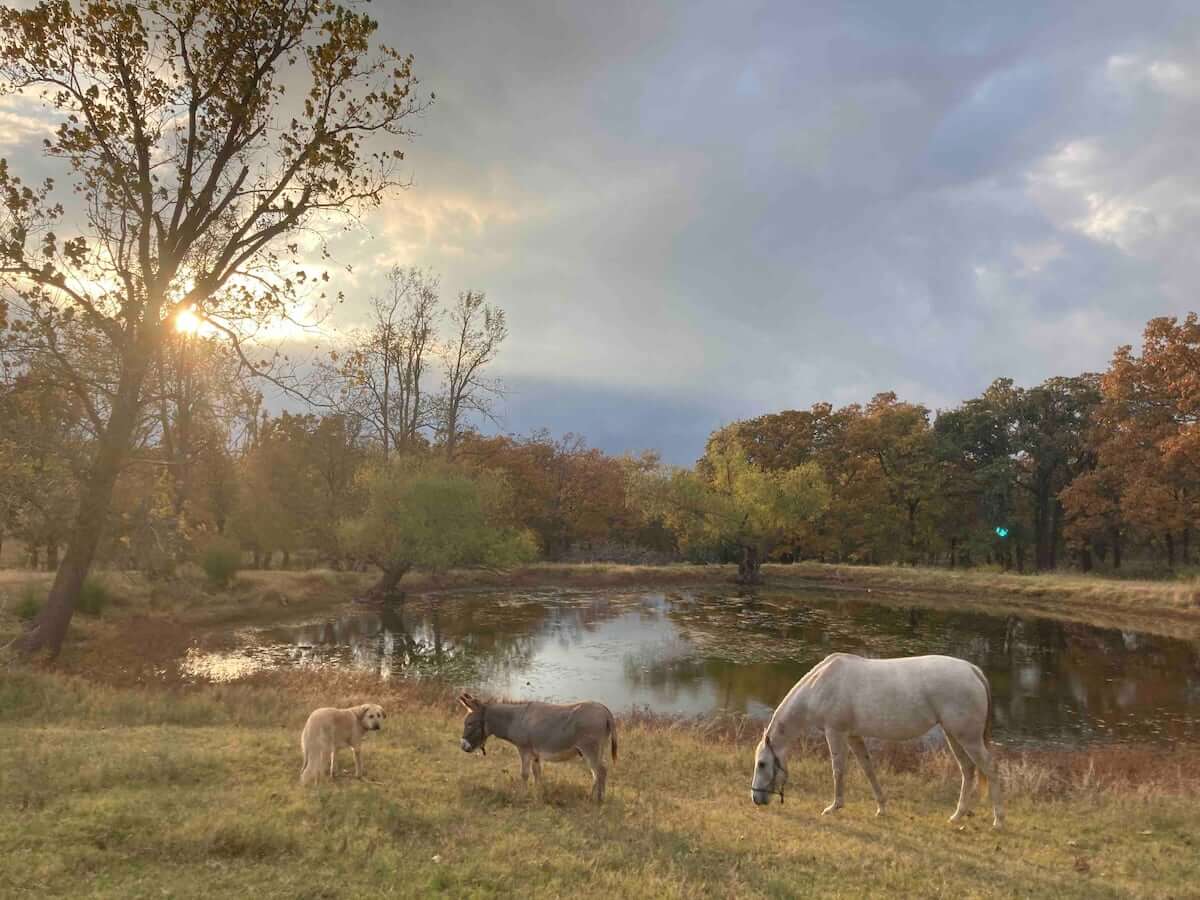 Live on a Farm