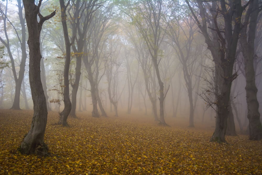 Hoia-Baciu Forest