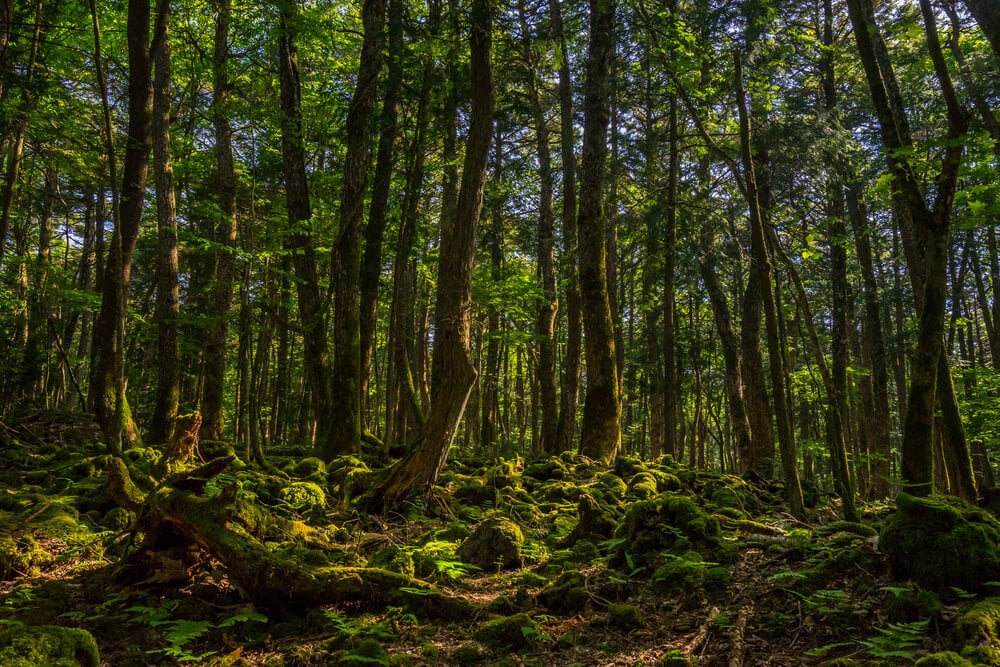 Aokigahara Forest