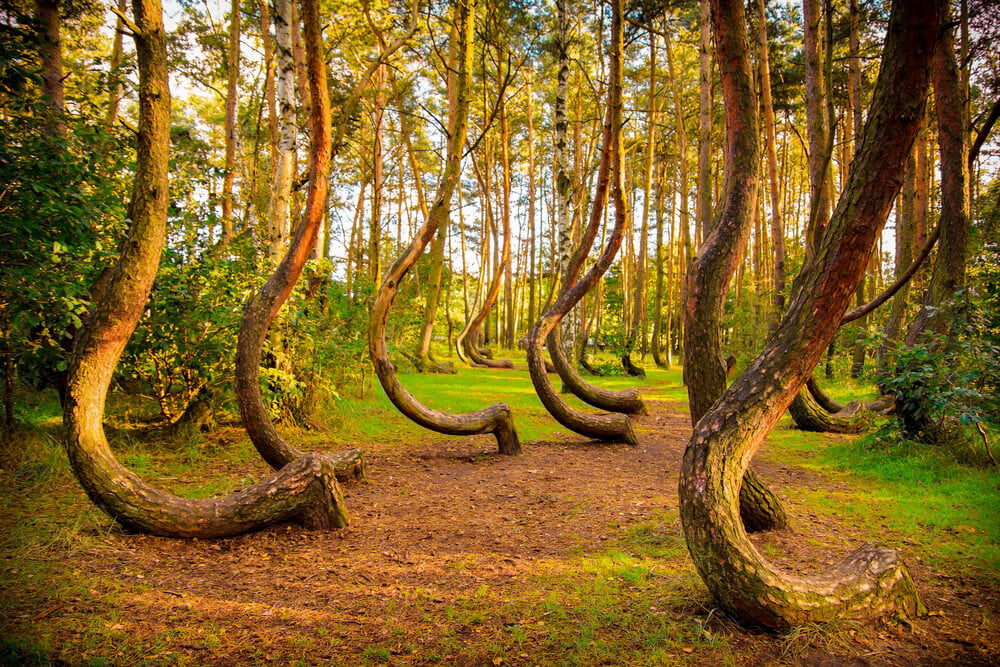 Crooked Forest Poland