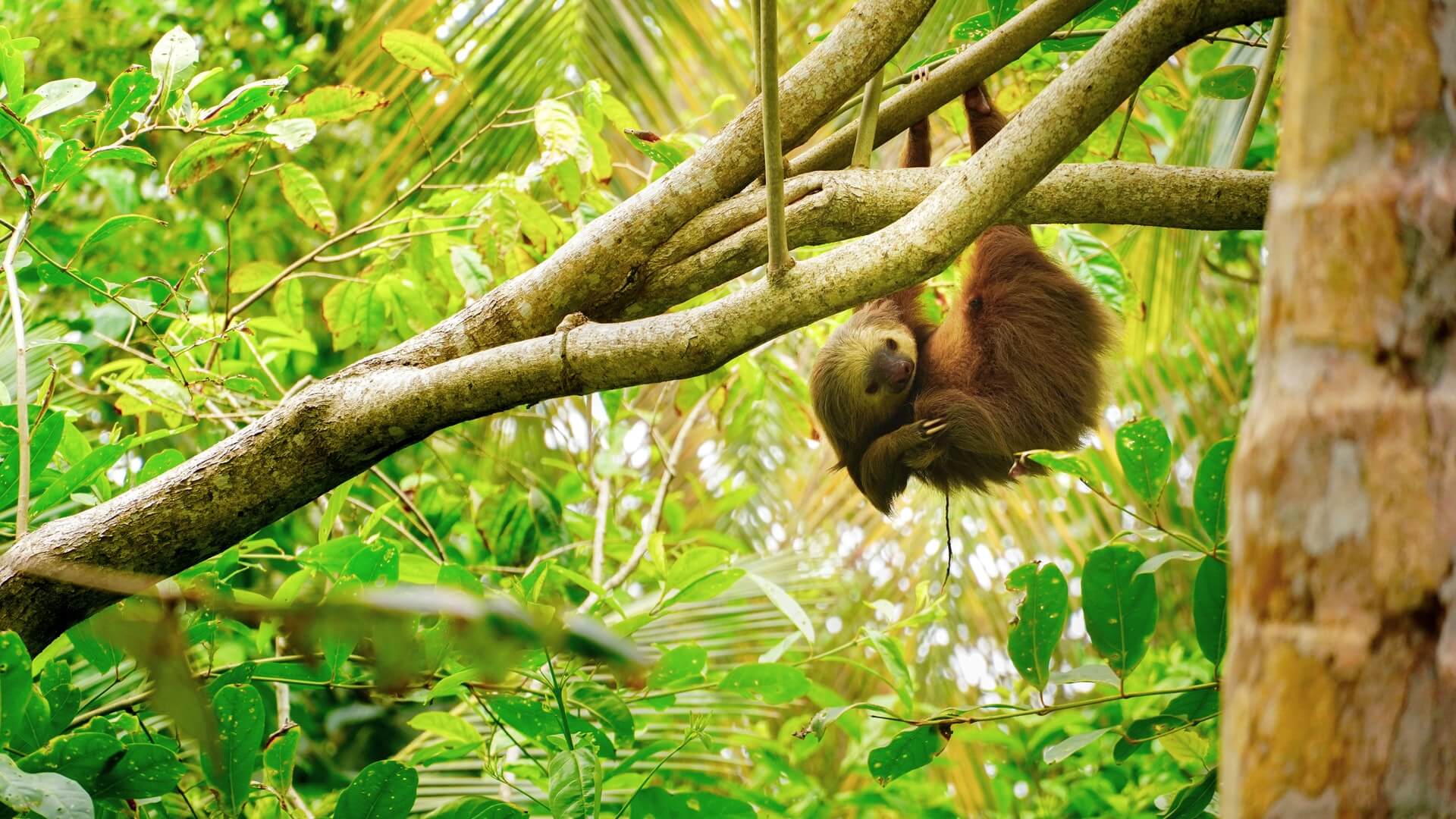A sloth hanging from a tree in Monteverde cloud forest reserve and national park.