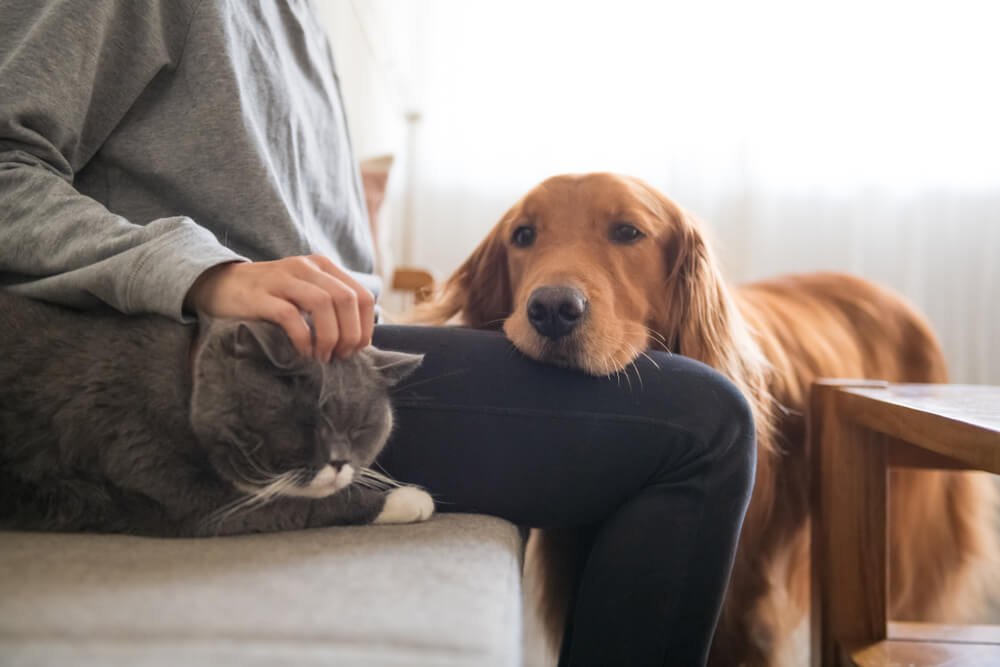 Best Pet Friendly Airbnb