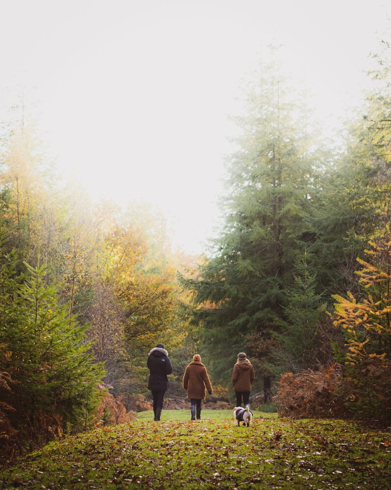 Hike through the New Forest National Park