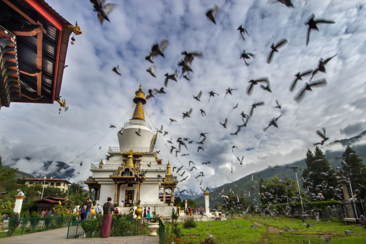 birds flying in a city in bhutan