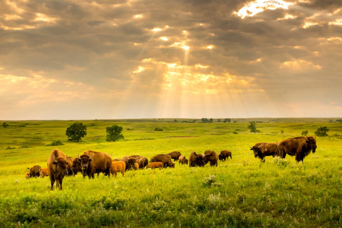 Kansas Maxwell Prairie Preserve