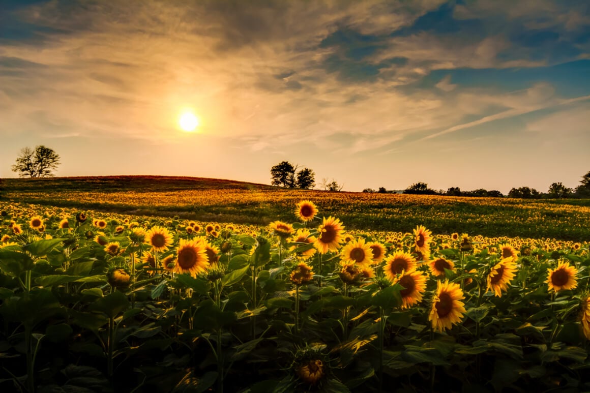 Sunflower field in Kansas