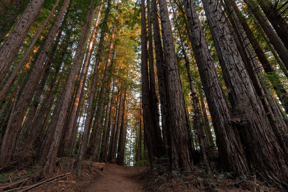 Henry Cowell Redwoods State Park