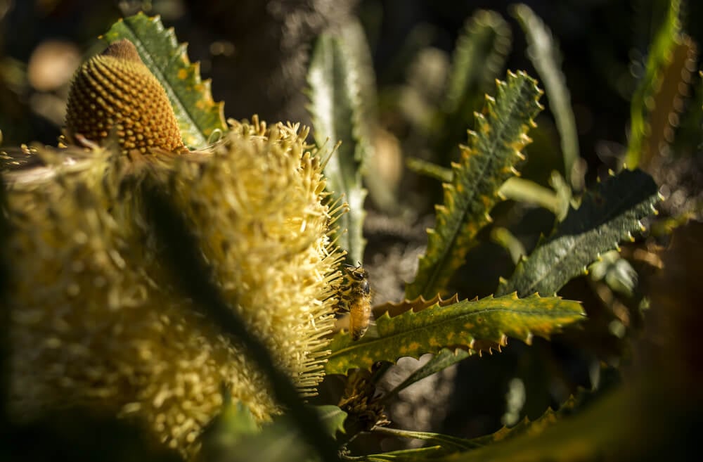 UC Santa Cruz Arboretum & Botanic Garden