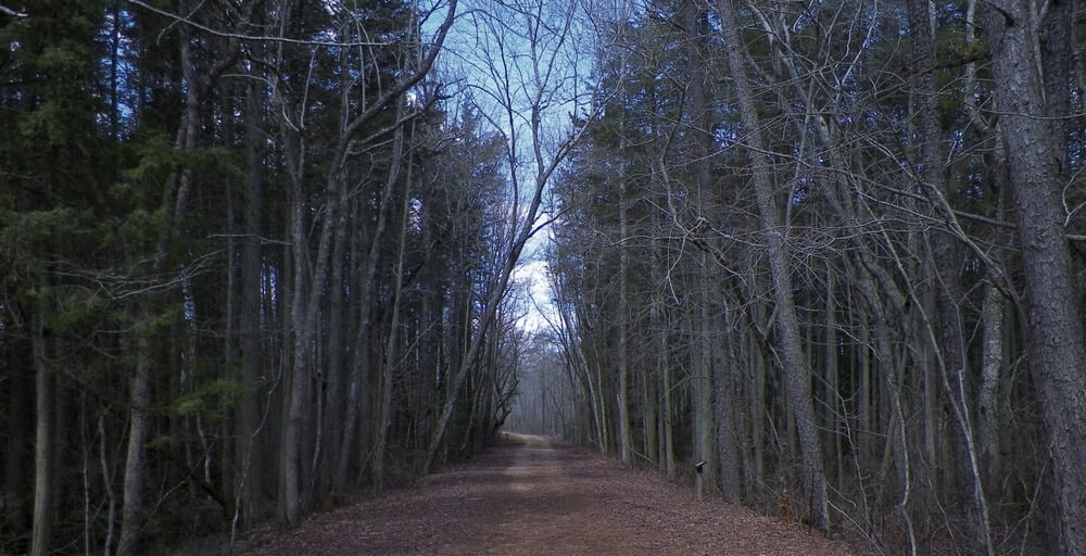 Belleplain State Forest