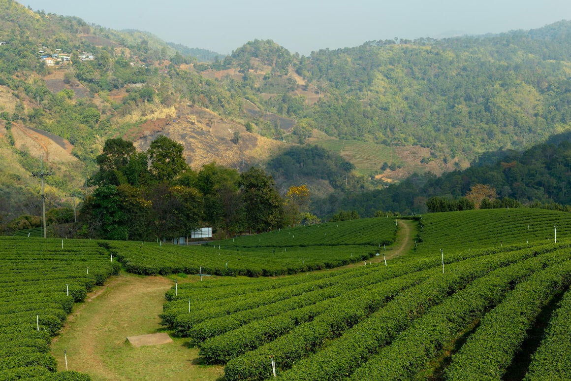 Grass field Mae Fa Luang Thailand