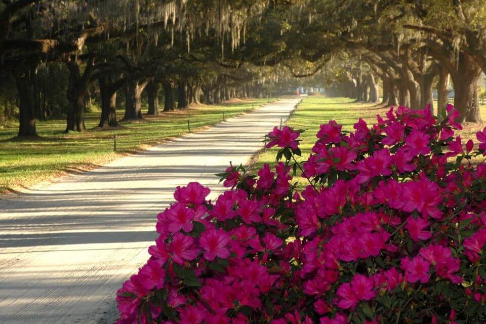 Explore the Boone Hall Plantation