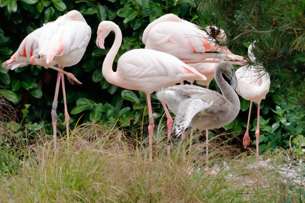 Enjoy a Fun Family Day Out at Pensthorpe