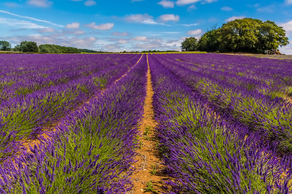 Norfolk Lavender Fields