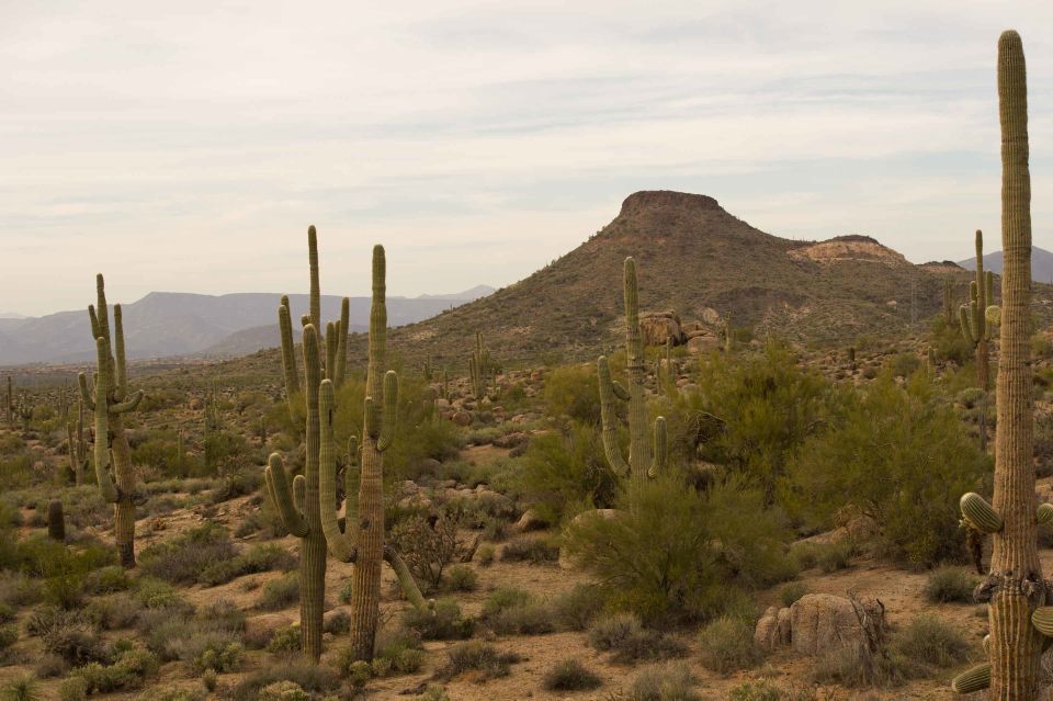 Visit the McDowell Sonoran Preserve