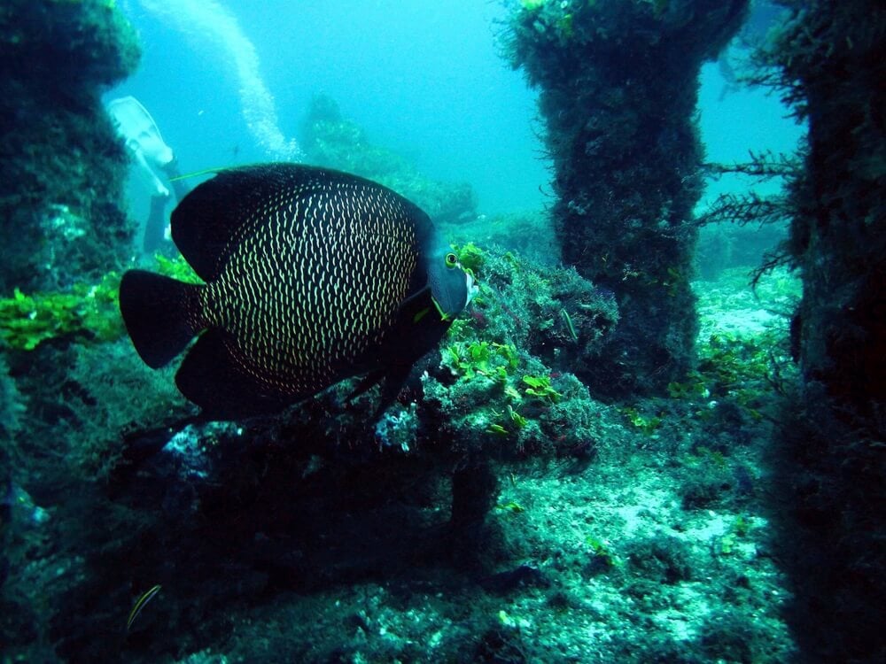 Scenic Scuba