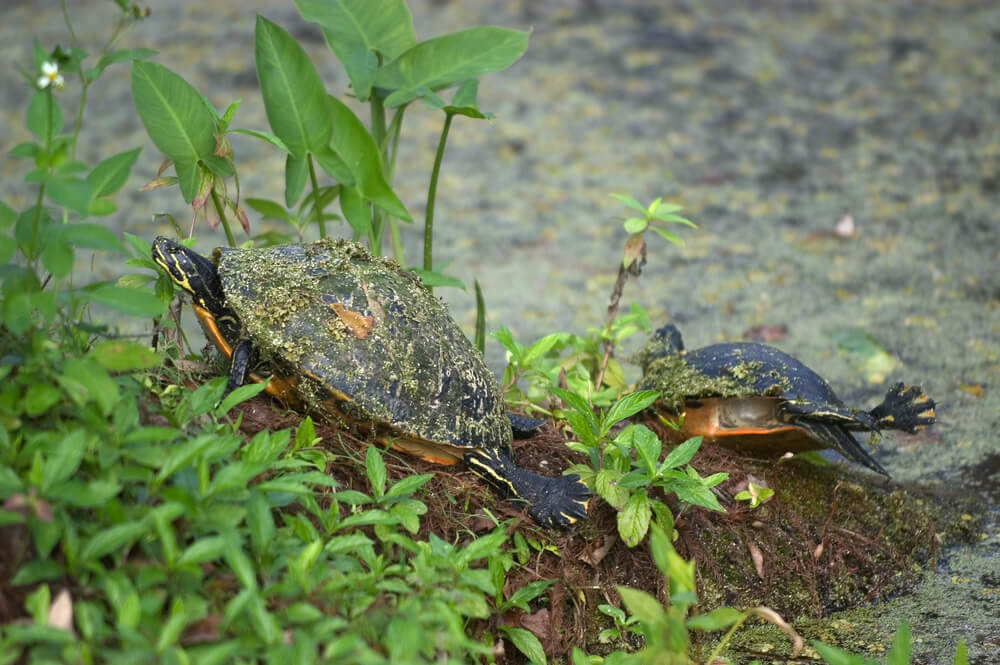 Loxahatchee National Wildlife Refuge