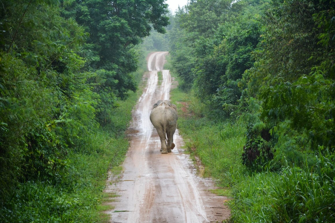 Walking elephant Thailand