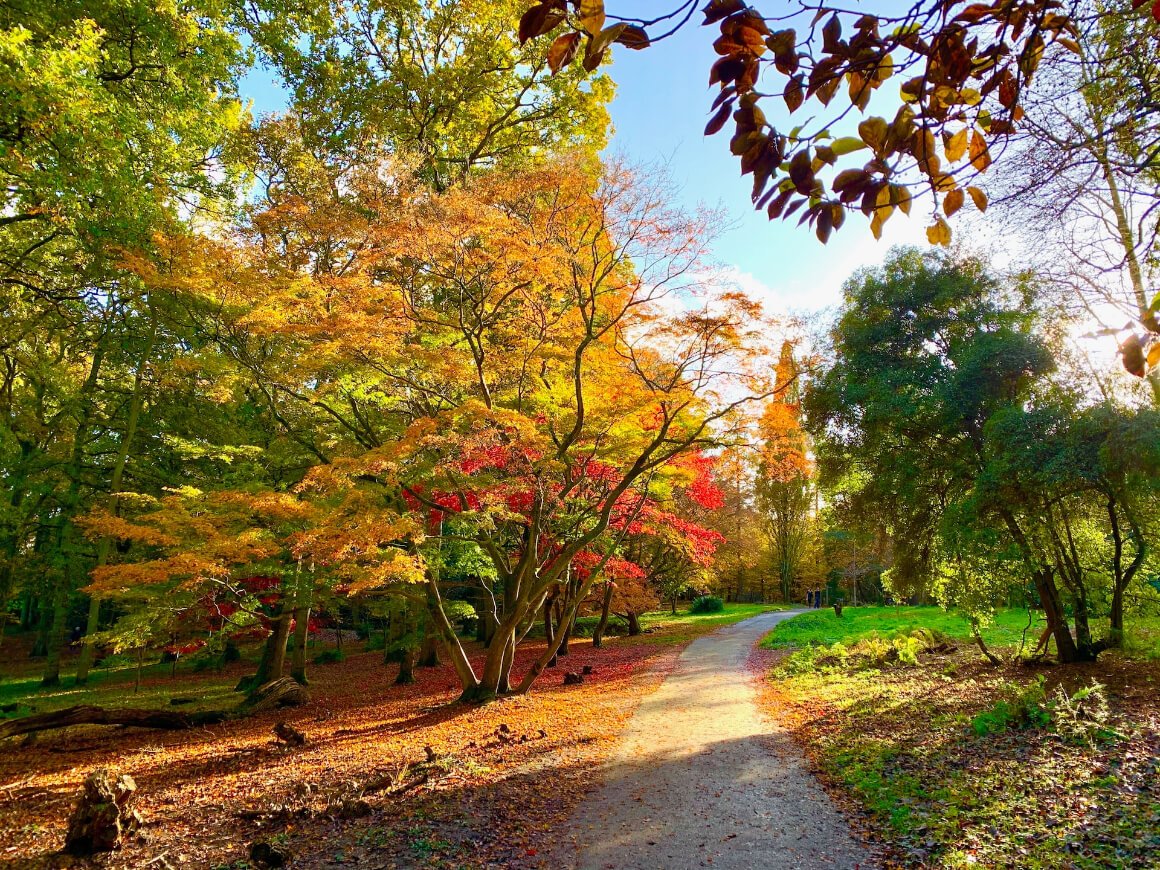 Winkworth Arboretum Lake UK