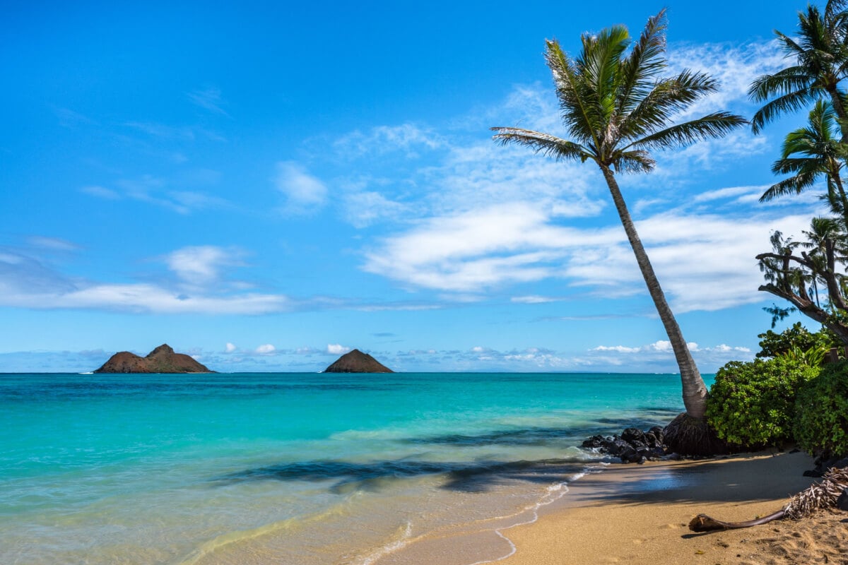 palm trees and clear blue water in Hawaii 