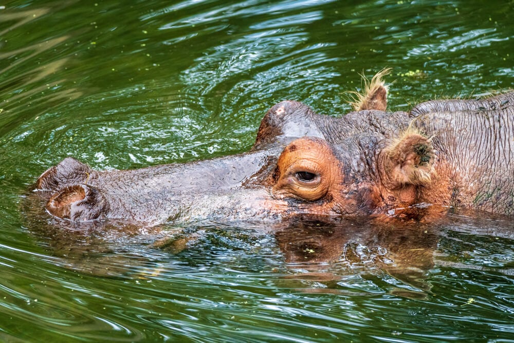 Homosassa Springs Wildlife State Park