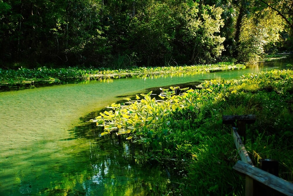 Rock Springs at Kelly Park