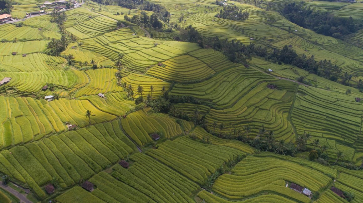 Jatiluwih Rice Terraces Bali