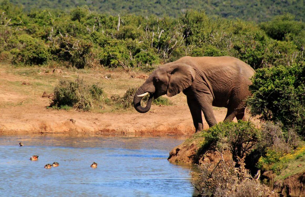 Addo Elephant National Park 