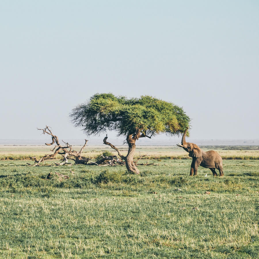 Amboseli National Park