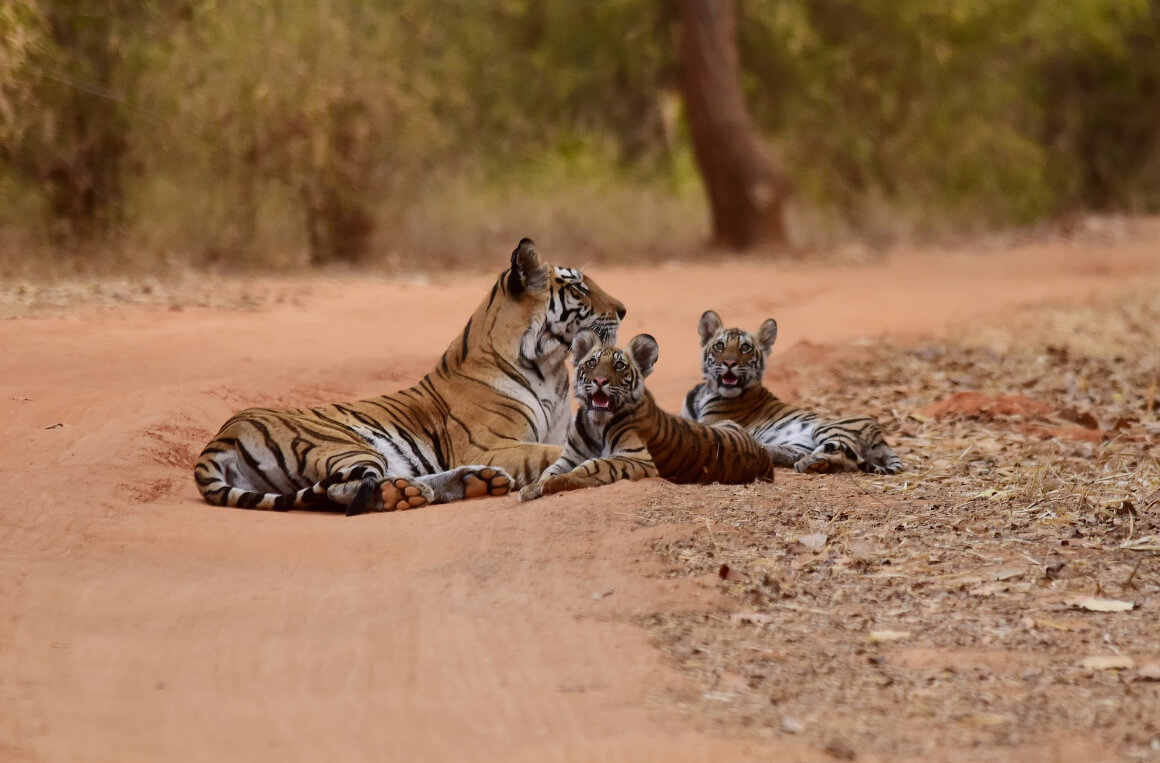 Bandhavgarh National Park