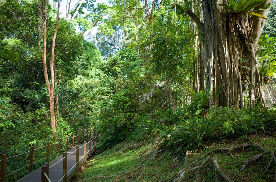 Bukit Timah Nature Reserve Singapore