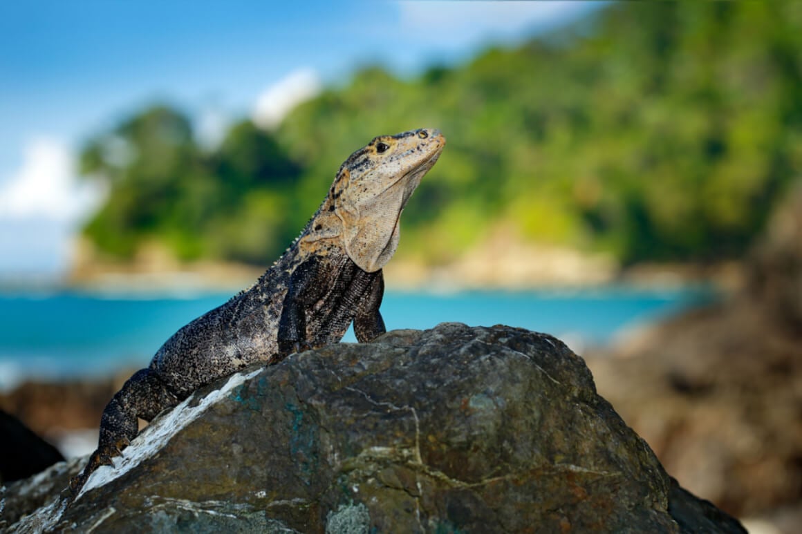 Carara National Park