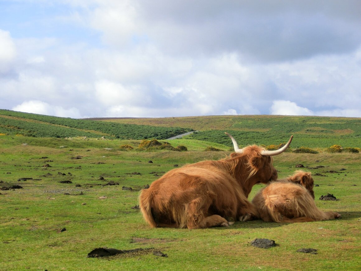 Dartmoor National Park